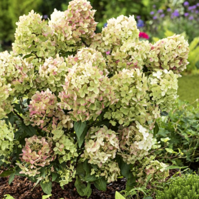Гортензия метельчатая Петит Стар Гортензия метельчатая Петит Стар - Dolina-Sad.Ru