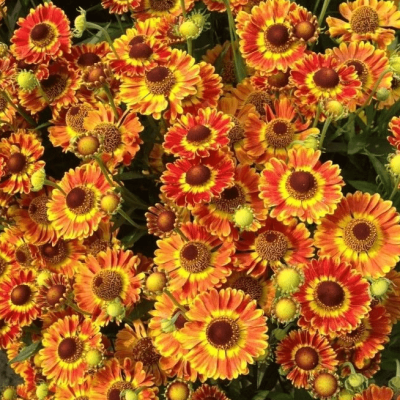 Гелениум Фуэго , P11 Гелениум Фуэго , P11 фото