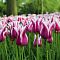 Тюльпан Клауди Тюльпан Клауди фото