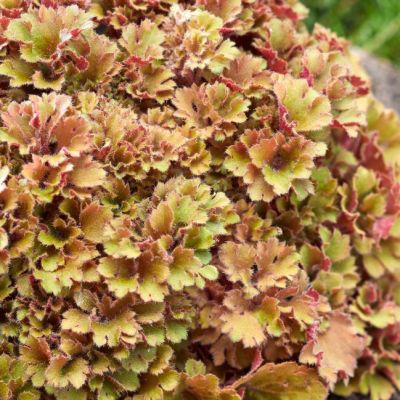 Гейхера Фрилли Гейхера Фрилли - Dolina-Sad.Ru