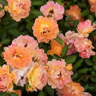 Роза Бесси Роза Бесси - Dolina-Sad.Ru