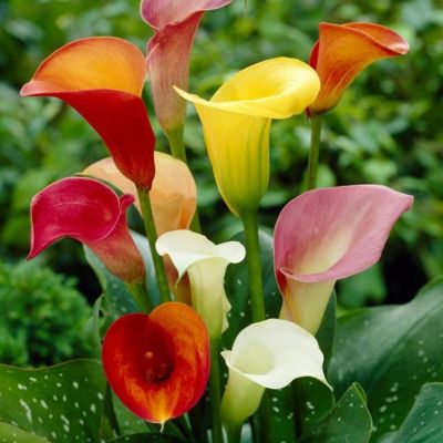 Калла Микс Калла Микс фото