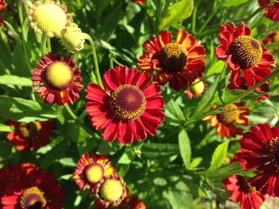 Гелениум Меранти - Dolina-Sad.Ru