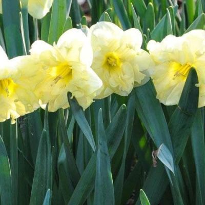 Нарцисс Санни Сайд Ап Нарцисс Санни Сайд Ап фото