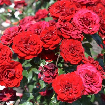 Роза Скарлет Хит Роза Скарлет Хит фото