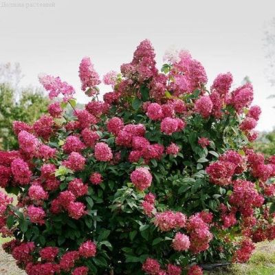Гортензия метельчатая Вимс Ред, С3 Гортензия метельчатая Вимс Ред, С3 - Dolina-Sad.Ru