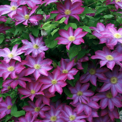 Клематис Какио Пинк Шампань Клематис Какио Пинк Шампань фото