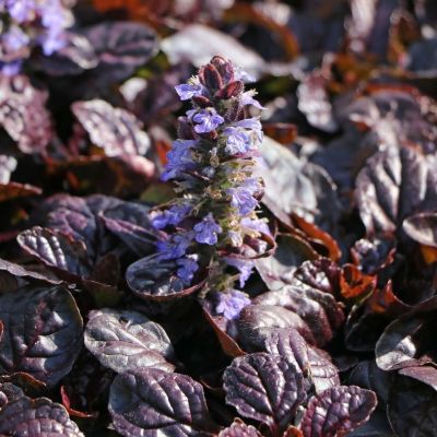 Живучка ползучая Атропурпуреа - Dolina-Sad.Ru