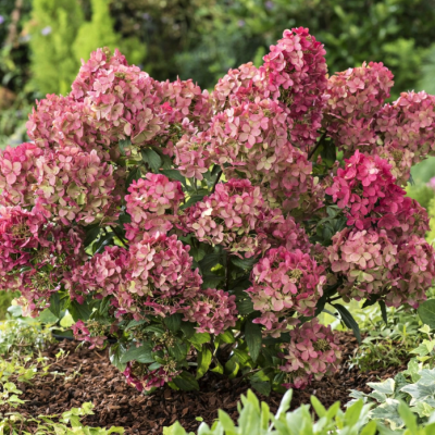 Гортензия метельчатая Петит Стар Гортензия метельчатая Петит Стар - Dolina-Sad.Ru