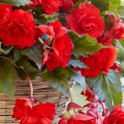 Бегония Иван да Марья Бегония Иван да Марья - Dolina-Sad.Ru