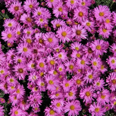 Астра кустарниковая Вудс Пинк - Dolina-Sad.Ru