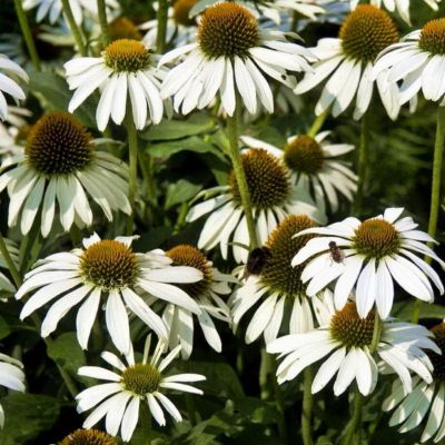 Эхинацея пурпурная Аляска - Dolina-Sad.Ru