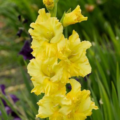 Гладиолус Лемон Дроп - Dolina-Sad.Ru