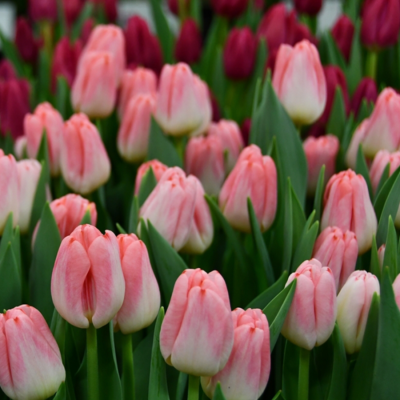 Тюльпан Супермодель - Dolina-Sad.Ru