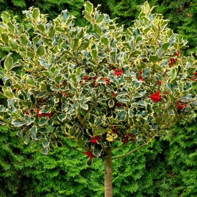 Падуб остролистный Мадам Бриот Падуб остролистный Мадам Бриот - Dolina-Sad.Ru