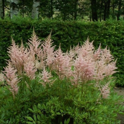 Астильба Эрика Астильба Эрика фото