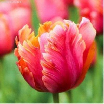Тюльпан Эмейзинг Пэррот Тюльпан Эмейзинг Пэррот фото