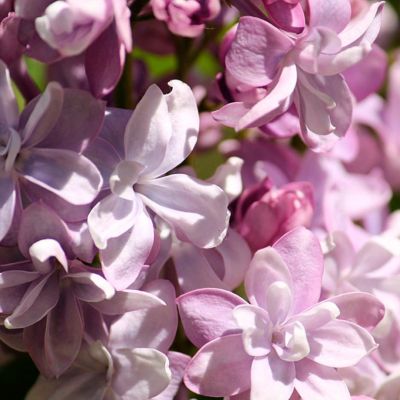 Сирень обыкновенная Надежда Сирень обыкновенная Надежда - Dolina-Sad.Ru