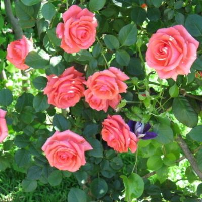 Роза Клайминг Америка Роза Клайминг Америка - Dolina-Sad.Ru