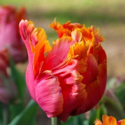 Тюльпан Эмейзинг Пэррот Тюльпан Эмейзинг Пэррот фото