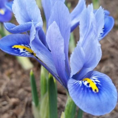 Ирис Аида Ирис Аида - Dolina-Sad.Ru