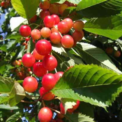 Черешня Брянская Розовая фото