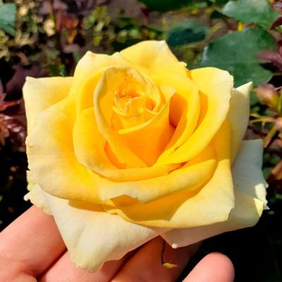 Роза Голд Роза Голд - Dolina-Sad.Ru