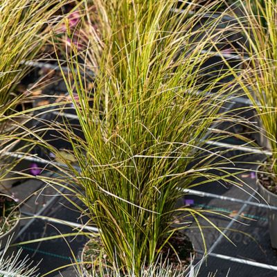 Осока коричневая Ауреомаргината Осока коричневая Ауреомаргината - Dolina-Sad.Ru