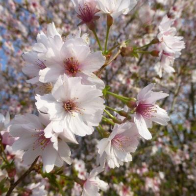 Вишня японская Микинори Вишня японская Микинори - Dolina-Sad.Ru