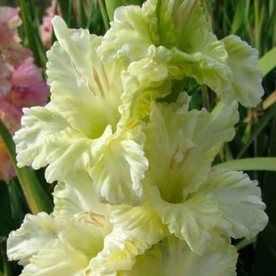 Гладиолус Алисия Гладиолус Алисия - Dolina-Sad.Ru