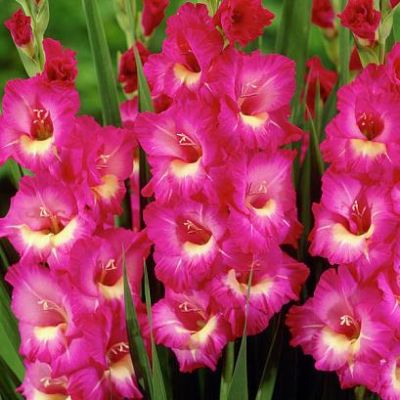 Гладиолус Виндсонг Гладиолус Виндсонг фото