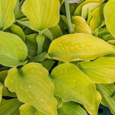 Хоста Аугуст Мун , C2 Хоста Аугуст Мун , C2 фото