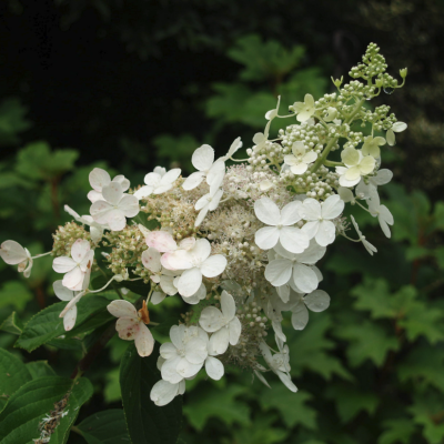 Гортензия метельчатая Тардива фото