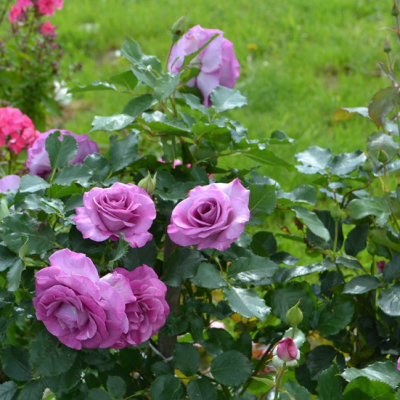 Роза Виолетта Парфюм Роза Виолетта Парфюм фото