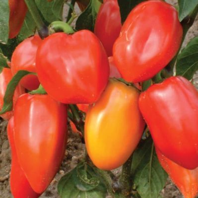 Перец сладкий Винни-пух фото