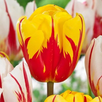 Тюльпан Холанд Куин Тюльпан Холанд Куин фото