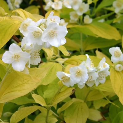 Жасмин венечный Ауреус Жасмин венечный Ауреус фото