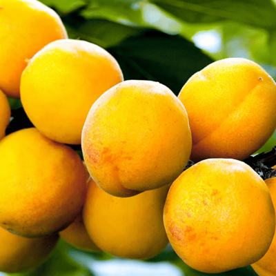 Абрикос Саянский Абрикос Саянский фото