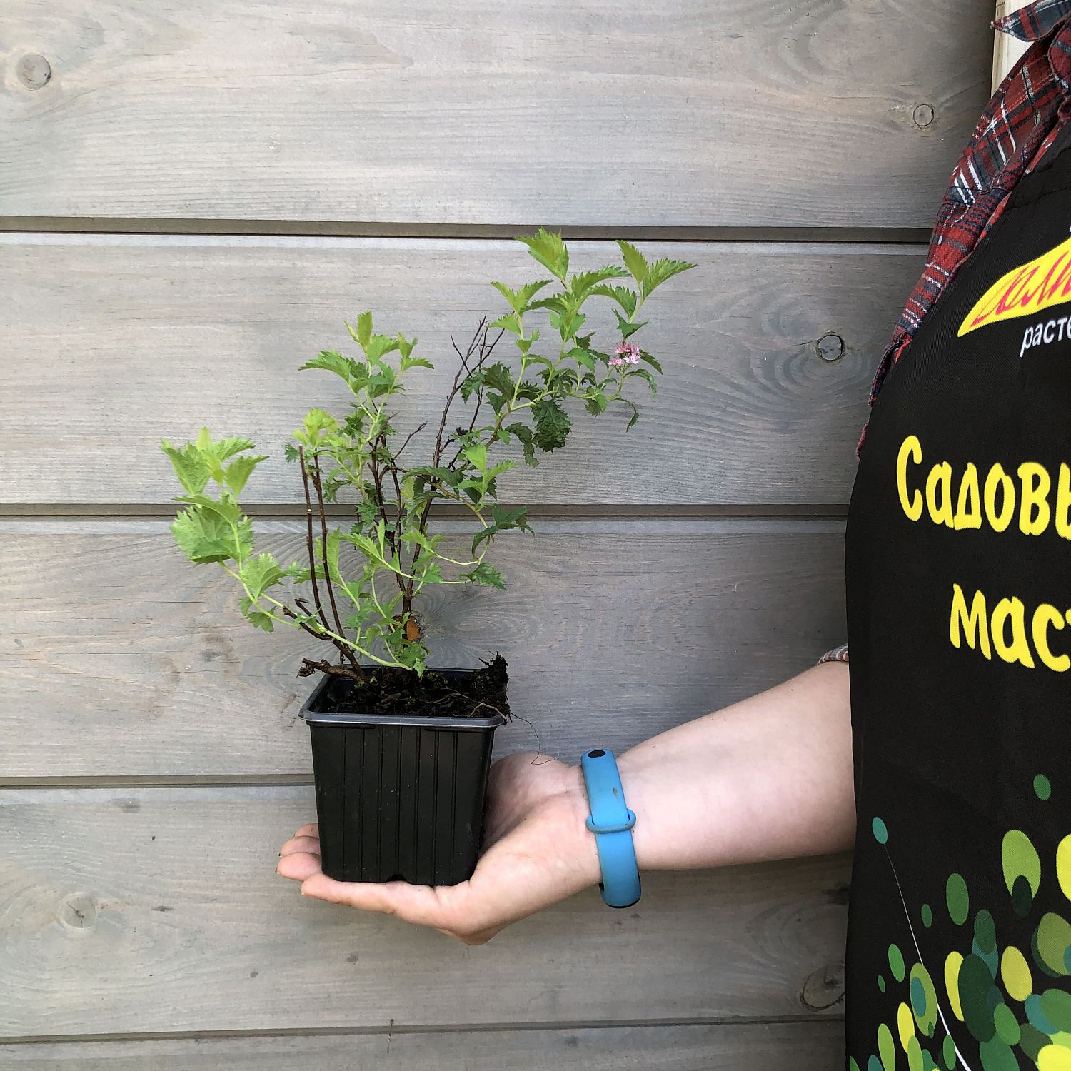 Спирея японская Криспа, С3 Спирея японская Криспа, С3 - Dolina-Sad.Ru