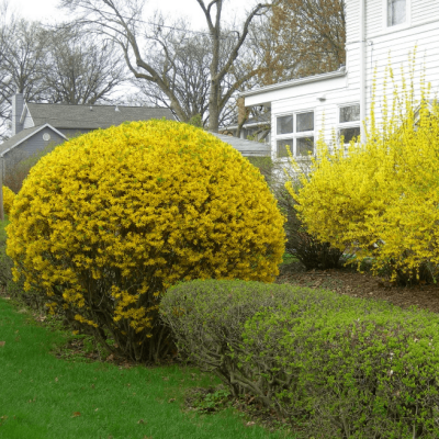 Форзиция зеленеющая Веберс Бронкс Форзиция зеленеющая Веберс Бронкс фото