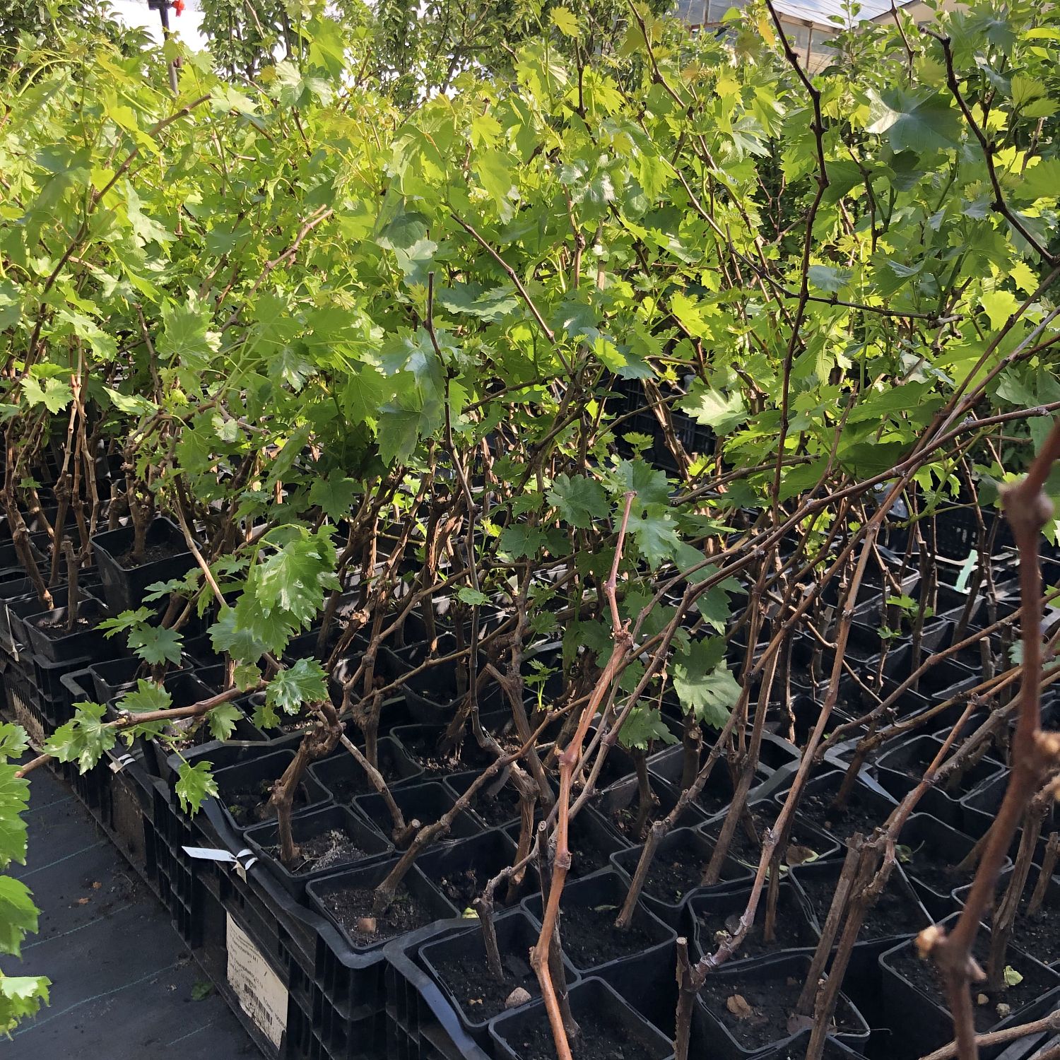 Виноград Гелиос Виноград Гелиос фото