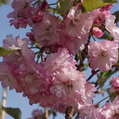 Сакура Пинк Перфекшн Сакура Пинк Перфекшн фото