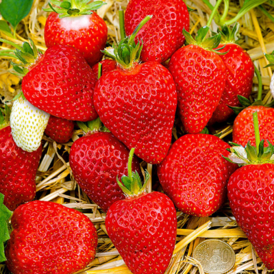 Клубника Альба/Ранняя Клубника Альба/Ранняя фото