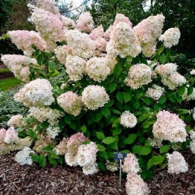 Гортензия метельчатая Конфетти Гортензия метельчатая Конфетти - Dolina-Sad.Ru