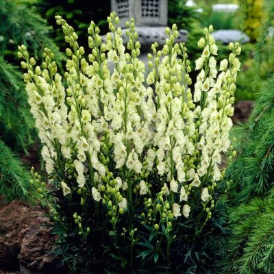 Аконит клобучковый Альбум Аконит клобучковый Альбум - Dolina-Sad.Ru