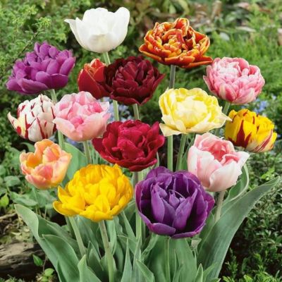 Тюльпан Дабл Лайт Микс Тюльпан Дабл Лайт Микс фото
