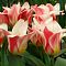 Тюльпан Хертс Делайт Тюльпан Хертс Делайт фото