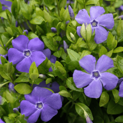 Барвинок малый Боулз Вэрайети , P9 Барвинок малый Боулз Вэрайети , P9 фото