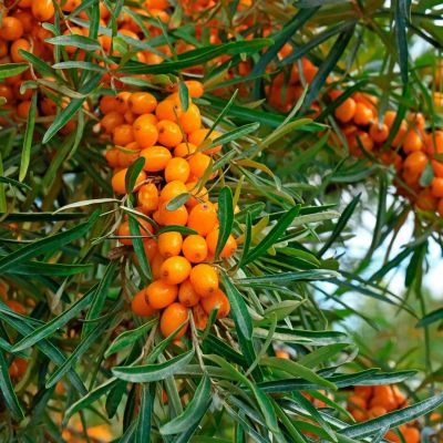 Облепиха крушиновидная Фрисдорфер Оранж Облепиха крушиновидная Фрисдорфер Оранж - Dolina-Sad.Ru