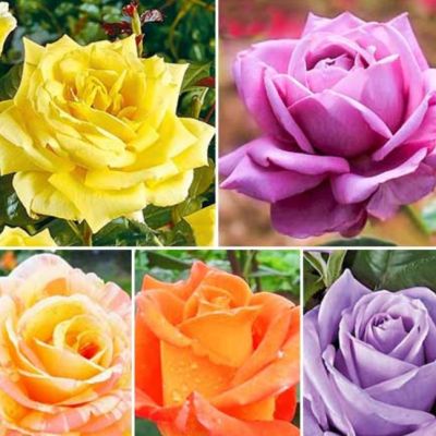 Набор чайно-гибридных роз Набор чайно-гибридных роз фото